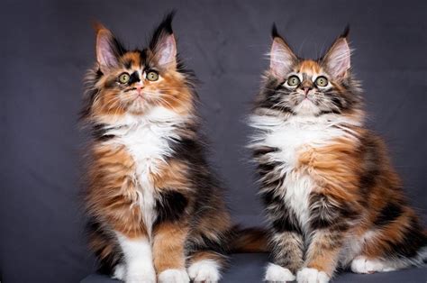 Maine Coons are the indigenous cat breed of North America. All Maine Coons are considered to be descended from cats in Maine. A popular myth states that Maine Coon Cats are half cat, half raccoon, however, this is not biologically possible. One legend says that Maine Coons are descended from pets belonging to Marie Antoinette, which she …